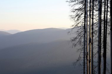 Ağaç bir gündoğumu karşı