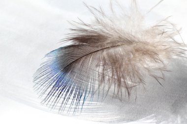Color bird feather clipart