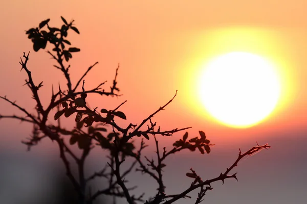 Il profilo della foglia dell'albero — Foto Stock