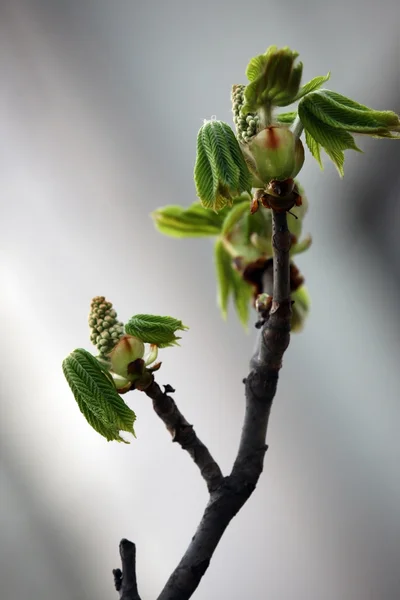 開花栗の始まり — ストック写真