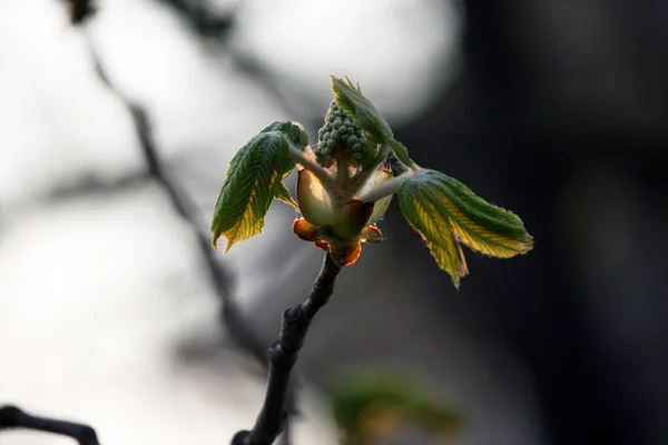 開花栗の始まり — ストック写真