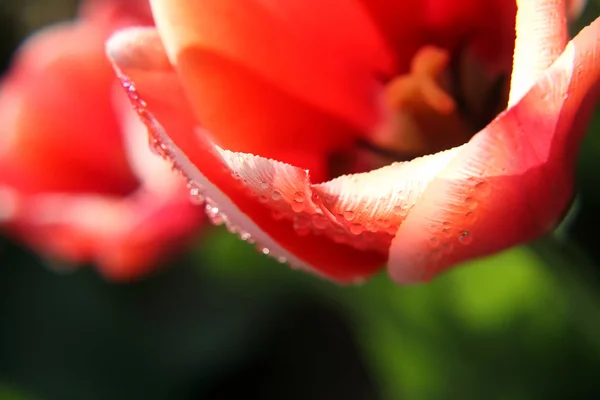 Tulipa — Fotografia de Stock