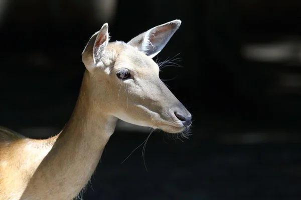 Deer — Stock Photo, Image