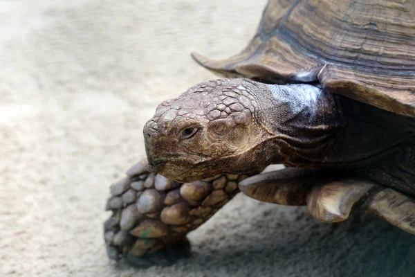 Art af skildpadde - Stock-foto