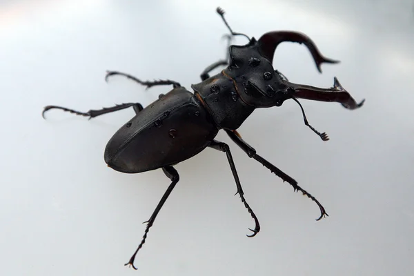 Cervo-escaravelho — Fotografia de Stock