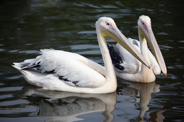 Twee Pelican — Stockfoto