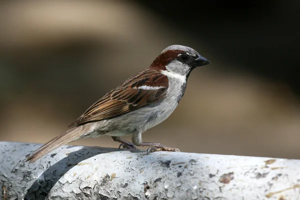 Sparrow — Stock Photo, Image