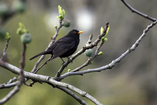 Black bird — Stock Photo, Image