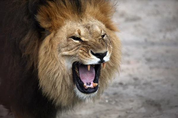 Afrikaanse leeuw — Stockfoto