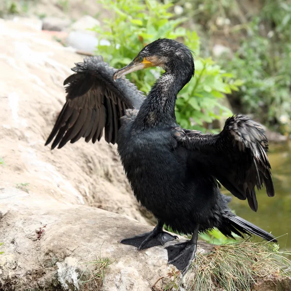 Kormoran trocknet seine Flügel aus — Stockfoto