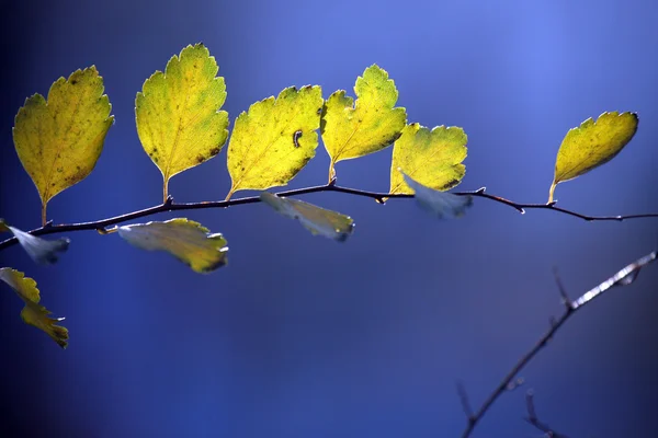 Autumn leaves — Stock Photo, Image