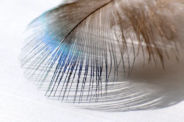 Las plumas del pájaro — Foto de Stock