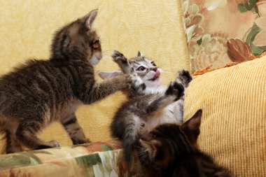 üç küçük kedi yavrusu