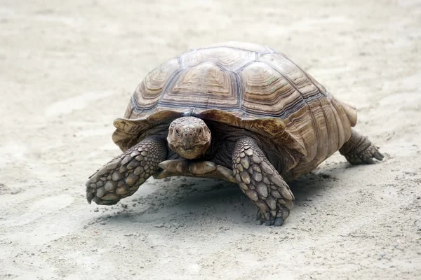 Art af skildpadde - Stock-foto