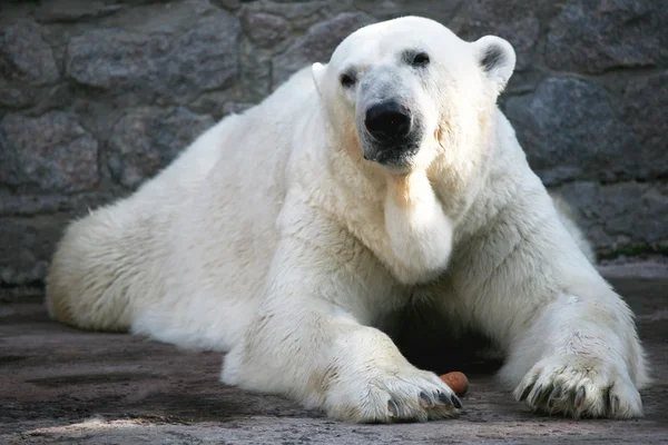 Weißbär — Stockfoto