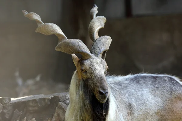 Bir dağ keçisinin portresi — Stok fotoğraf