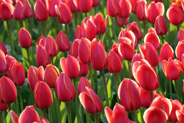 Różowe tulipany w słońcu — Zdjęcie stockowe