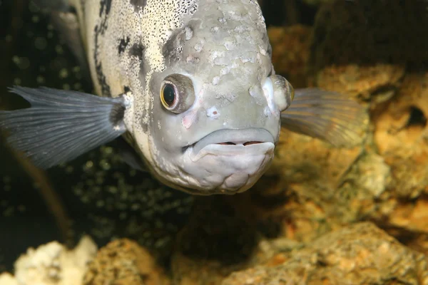 Floating spotted fish closeup — Stock Photo, Image