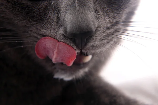 Cinza gato lambe-se muito closeup — Fotografia de Stock