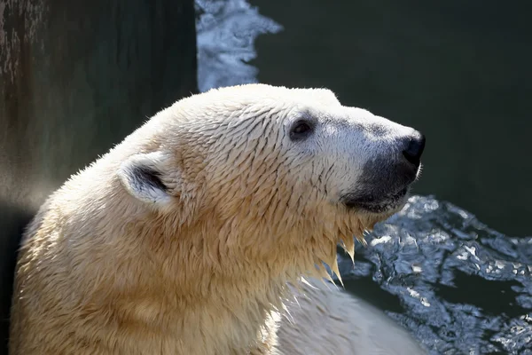 Porträt einer Person im Wasser, der Eisbär — Stockfoto