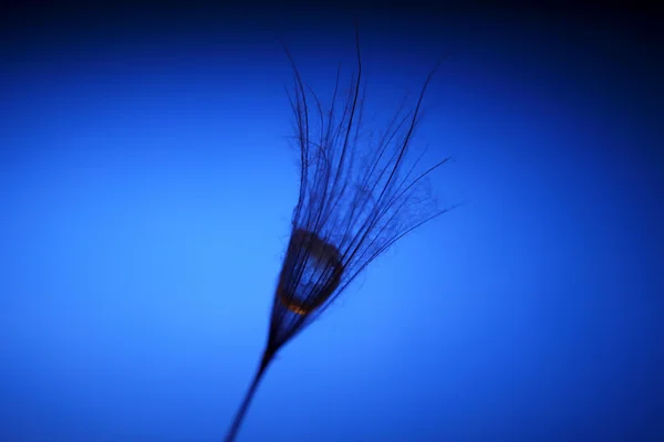 La semilla de un diente de león con gota de agua en el interior —  Fotos de Stock