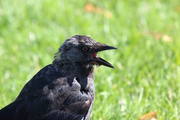 Jackdaw bird with open beak on a green background — Stock Photo, Image