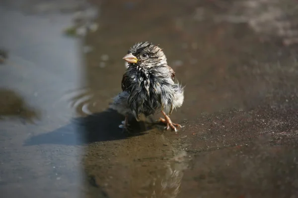 Ruffled Sparrow sitting in a puddle of water — Stock Photo, Image