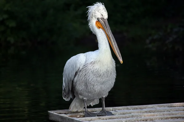 Portret van een Pelican staan door het water — Stockfoto