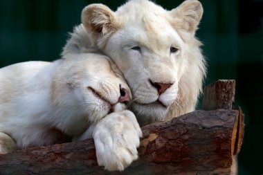 white lion and lioness gently pressed their heads to each other clipart