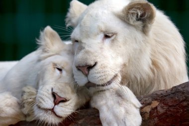 Aslan ve aslan yavaşça kafalarını birbirine bastırdı