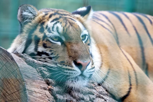 Amur tigre closeup descansando na árvore — Fotografia de Stock