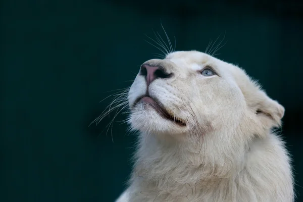 León blanco mira muy cuidadosamente hacia arriba —  Fotos de Stock