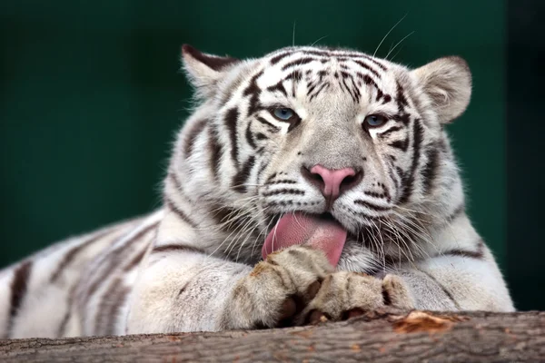 White tiger rough tongue licking their fur — Stock Photo, Image