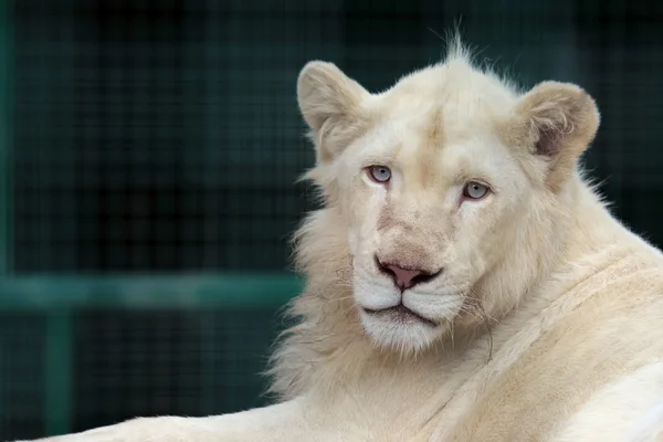 年轻的白狮子的肖像 — 图库照片