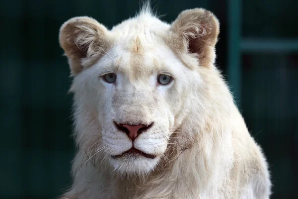 Genç bir beyaz aslan portresi — Stok fotoğraf
