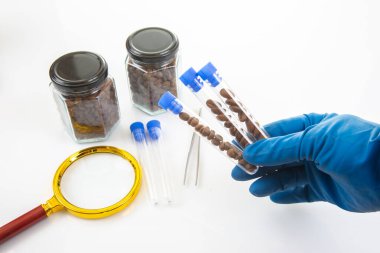 Eldivenli bir el kahve çekirdekleri ile test tüpleri tutar, kavanozlarla çevrili, bir büyüteç, ve beyaz arka planda dağınık fasulyeler, bilimsel araştırmalara işaret eder.