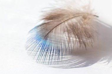 renk kuş tüyü beyaz kağıda yalan