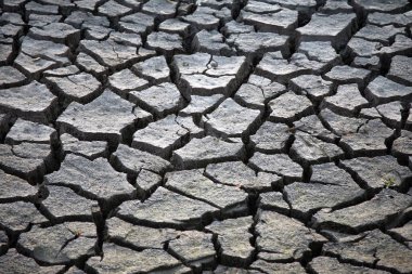 Kuru, çatlamış çöl zemininde, küçük yeşil bir filiz yarılıyor ve hayatın devamlılığını vurguluyor. Ekoloji ve iklim değişikliği görselleri için harika.