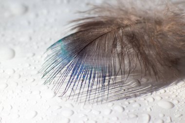 renk kuş tüyü beyaz kağıda yalan