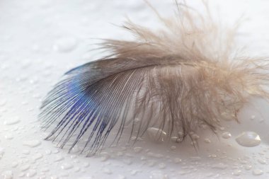 renk kuş tüyü beyaz kağıda yalan