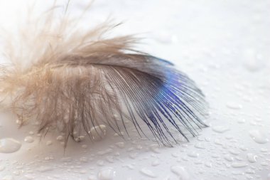 renk kuş tüyü beyaz kağıda yalan