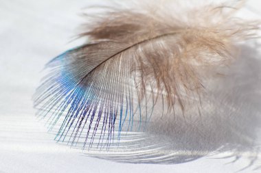 renk kuş tüyü beyaz kağıda yalan