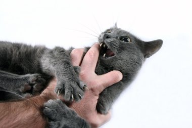 Gri kedi agresif el ısırıkları