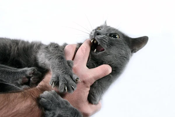 Grå katt aggressiva biter handen — Stockfoto