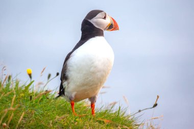 Bir martı, İzlanda 'nın engebeli kıyı şeridi boyunca yeşil çimlerin üzerinde gururla durur. Renkli gagası, mavi gökyüzünün ve uzak okyanus dalgalarının dingin zeminine karşı koyuyor..