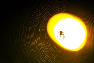Örümcek ustalıkla karmaşık ağını inşa eder. Güneş ışığının sıcacık parıltısıyla aydınlanır. Sahne, doğal güzellikleri ve örümceklerin narin sanatını yansıtıyor..