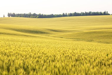 Geniş altın buğday tarlaları, gün ortası gökyüzünün altında yavaşça yuvarlanarak araziye hükmediyor. Sahne, uzaktaki yemyeşil ağaçlarla doğal güzellikleri sergiliyor..