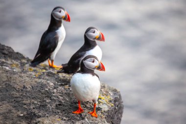 İzlanda 'nın sakin sularına bakan engebeli kayaların üzerinde üç martı duruyor. Kuşlar renkli gagalarını ve canlı tüylerini sergiliyor. Deniz kenarında güneşli bir öğleden sonranın tadını çıkarmak için ideal..