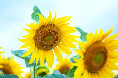Parlak sarı yaprakları ve kahverengi merkezleri olan ayçiçekleri güneşli, mavi gökyüzünün altında canlı bir tarlada yüksekte dururlar. Bu yaz gösterisi doğanın güzelliğini ve canlı rengini gözler önüne seriyor..