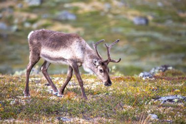 Bir ren geyiği, güneşli bir günde zengin floranın tadını çıkararak, Norveç 'in canlı yeşilliklerinde dolaşır. Doğal yaşam alanı, Norveç 'in vahşi doğasının ve vahşi hayatının güzelliğini gözler önüne seriyor..